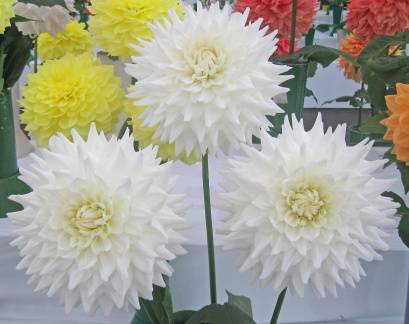 Dahlia ' B. J. BEAUTY '   (M.D.)   Clarke  UK  1976  NDS Harrogate Show 2008  (David Brown)